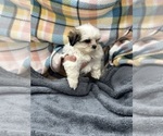 Small Photo #12 Mal-Shi Puppy For Sale in SILEX, MO, USA