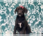 Small Photo #4 American Staffordshire Terrier Puppy For Sale in LAKELAND, FL, USA