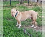 Small #4 American Pit Bull Terrier-American Staffordshire Terrier Mix