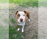 Small #5 Mutt