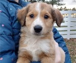 Small Photo #4 English Shepherd Puppy For Sale in VAN WERT, OH, USA