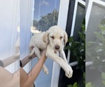 Small #2 Labrador Retriever