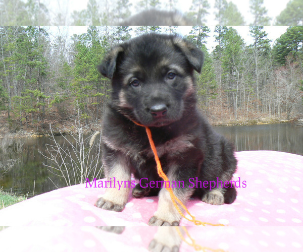 Medium Photo #1 German Shepherd Dog Puppy For Sale in PIEDMONT, MO, USA