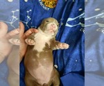 Small Photo #33 American Pit Bull Terrier Puppy For Sale in DANNEBROG, NE, USA