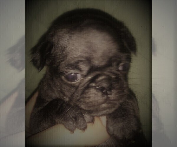 Medium Photo #4 Pug Puppy For Sale in FORT WAYNE, IN, USA
