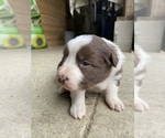 Puppy Bonnet Border Collie