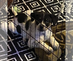 Texas Heeler Dog for Adoption in HURON, Tennessee USA