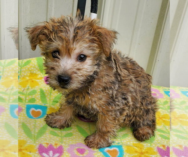 Medium Photo #2 Cairn Terrier Puppy For Sale in Mountain View, MO, USA