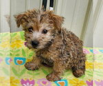Small #1 Cairn Terrier