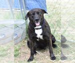 Small #1 Labrador Retriever-Plott Hound Mix