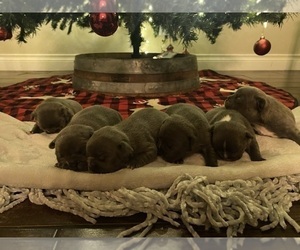 French Bulldog Puppy for sale in LIVINGSTON, TX, USA