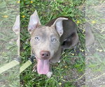 Small #9 Mutt
