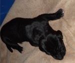 Small Photo #2 Great Pyredane-Labany Mix Puppy For Sale in ESTACADA, OR, USA