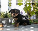 Small #1 Shorkie Tzu