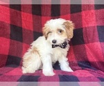 Small #3 Cavapoo