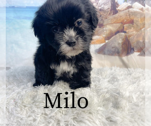 Medium ShihPoo