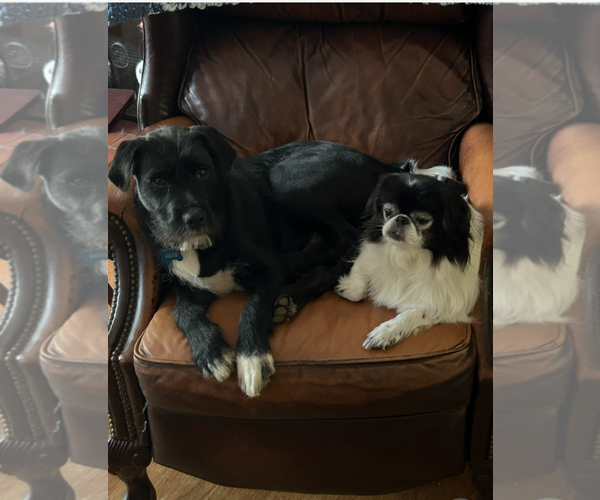 Medium Photo #5 Mutt Puppy For Sale in Morganville, NJ, USA