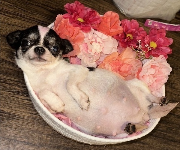 Medium Photo #1 Chihuahua Puppy For Sale in SAN ANTONIO, TX, USA