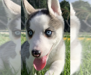Siberian Husky Puppy for sale in ROYAL PALM BEACH, FL, USA