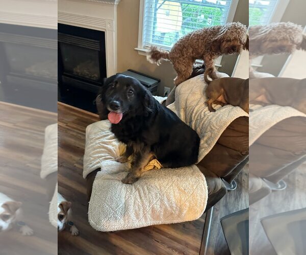 Medium Photo #3 Labrador Retriever Puppy For Sale in Holly Springs, NC, USA