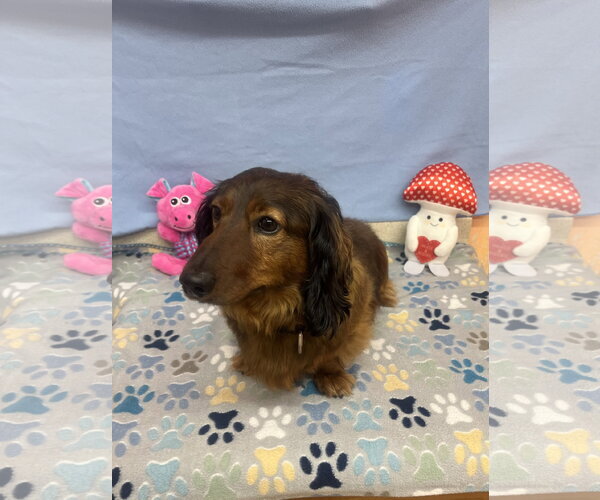 Medium Photo #3 Dachshund-Unknown Mix Puppy For Sale in York, SC, USA