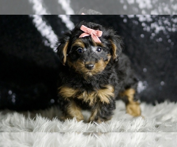 Medium Photo #7 YorkiePoo Puppy For Sale in WARSAW, IN, USA
