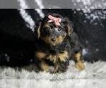 Small #6 YorkiePoo