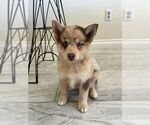 Small #14 Pomsky