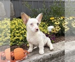 Small #1 Pembroke Welsh Corgi