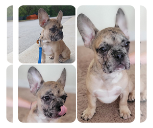 French Bulldog Puppy for sale in TAMPA, FL, USA