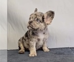 Small French Bulldog
