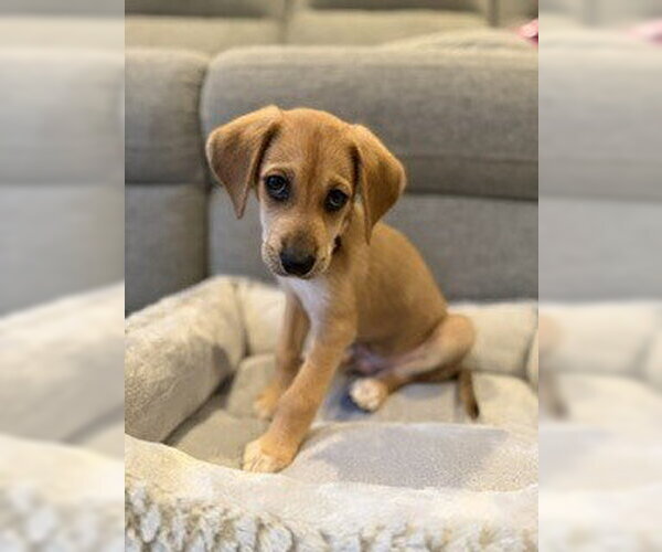 Medium Photo #2 Mutt Puppy For Sale in Springdale, PA, USA