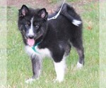 Puppy Riley Pomsky