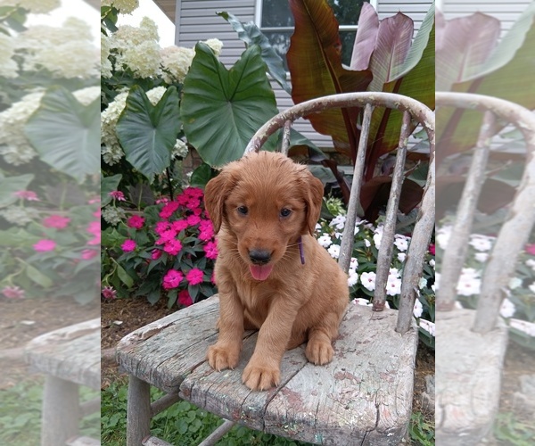 Medium Photo #2 Golden Retriever Puppy For Sale in GREENWOOD, WI, USA