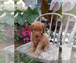 Small Photo #50 Golden Retriever Puppy For Sale in GREENWOOD, WI, USA