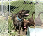 Small #3 Dutch Shepherd  Mix