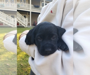 Labrador Retriever Puppy for sale in FAYETTEVILLE, GA, USA