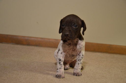 Medium Photo #1 German Shorthaired Pointer Puppy For Sale in NORTH OLMSTED, OH, USA