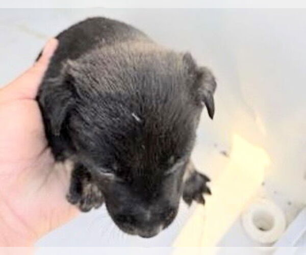 Medium Photo #1 Labsky Puppy For Sale in Houston, TX, USA