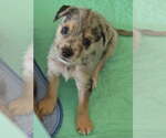 Small #1 Australian Shepherd Mix