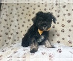 Small #8 Schnauzer (Miniature)