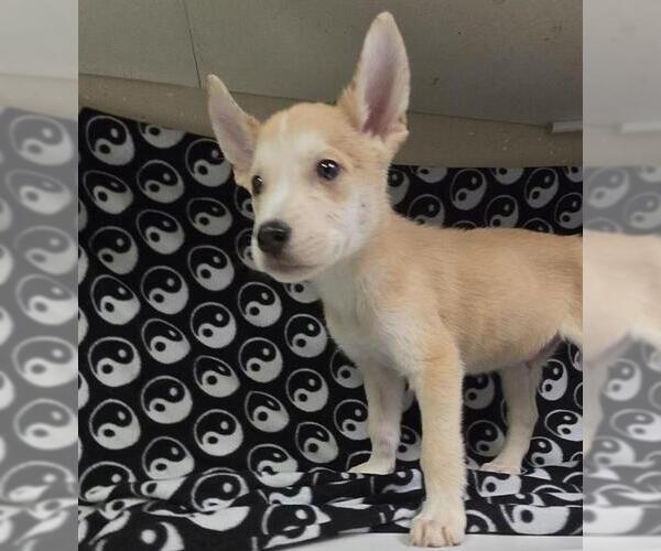 Medium Photo #1 Siberian Husky-Unknown Mix Puppy For Sale in HESPERIA, CA, USA
