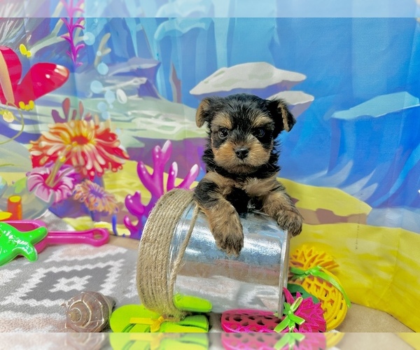 Medium Photo #3 Yorkshire Terrier Puppy For Sale in CASSVILLE, MO, USA