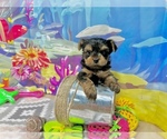 Small #2 Yorkshire Terrier