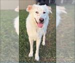 Small #1 Great Pyrenees Mix