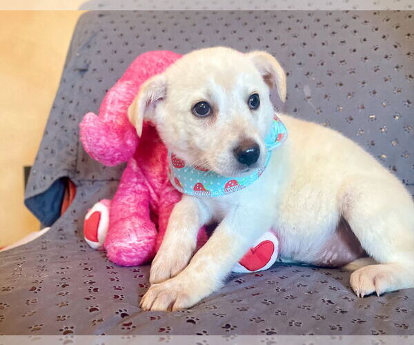 Medium Photo #3 Labrador Retriever-Unknown Mix Puppy For Sale in Rockaway, NJ, USA