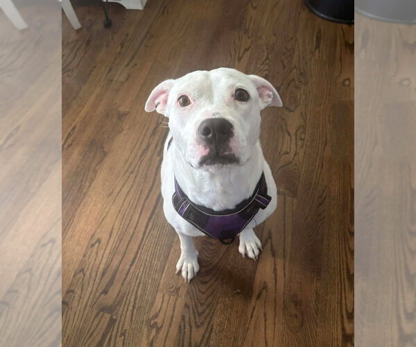 Medium Photo #2 American Staffordshire Terrier-Unknown Mix Puppy For Sale in Wenonah, NJ, USA