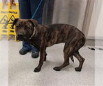 Small #1 Mastiff Mix