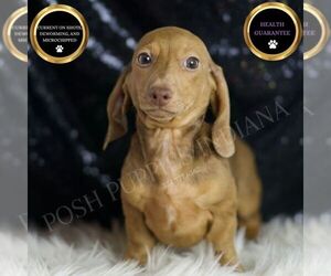 Dachshund Puppy for sale in WARSAW, IN, USA