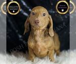 Small Dachshund